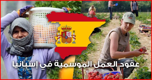 فرص عمل موسمية في إسبانيا: انطلاق موسم جني الفراولة 2025